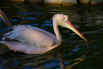 pelican on the water