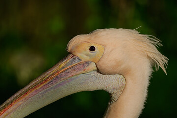 close up of pelican