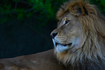 male lion portrait