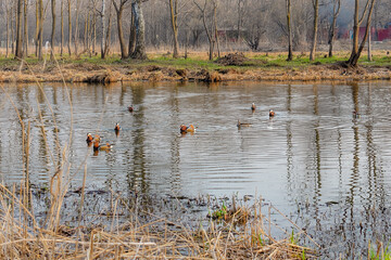 Mandarin ducks swim in the river in spring during the breeding season. Breeding season for mandarin ducks. Aix galericulata.