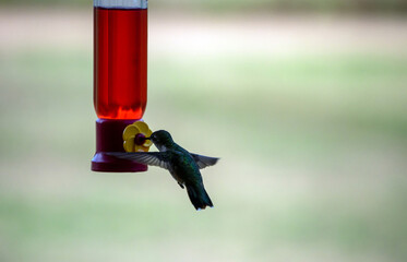 Naklejka premium An adorable hummingbird in motion at the nectar feeder with nice bokeh effect.