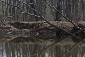 Reflection in the river of trees without foliage. River bank with bare trees on it in spring. Spring forest without foliage on the river bank.