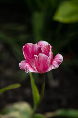 Pink tulip flower. Portrait tulip. Pink flower. Blooming. Bloom. Petal. Pink tulip in the garden.