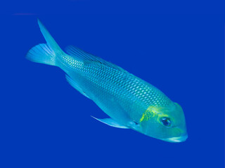 fish on blue