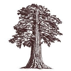 giant sequoia tree, redwood vintage sketch - obrazy, fototapety, plakaty