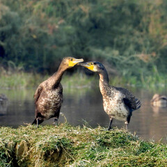 Great Cormorant  and its ducklings, Dighal Wet Land, Rohtak, Haryana, India
