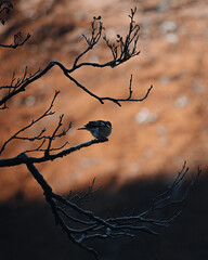 silhouette of a tree and bird