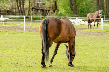 cheval, zwierzak, gras, cheval, hayfield, farma,  © Krzysztof  Jaworski