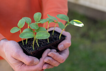 Hands holding a tray with fresh sprouted cucumber seedlings. Gardening concept