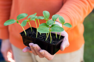 Hands holding a tray with fresh sprouted cucumber seedlings. Gardening concept