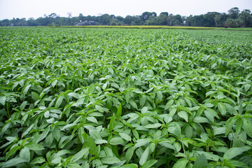Green raw Jute Plant in the field. Agriculture Concept