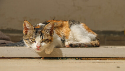 Beautiful cat Calico cat photo