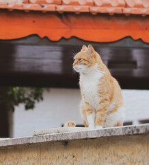 Red white cat beautiful cat sitting