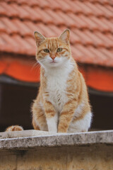 Red white cat beautiful cat sitting