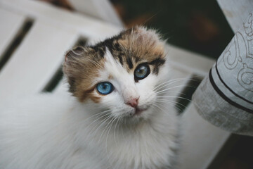Cat with blue and yellow eyes sitting chair