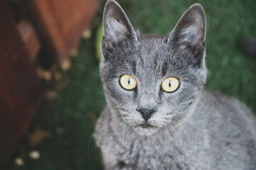 Russian blue cat looking straight into the camera