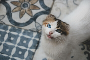 Cat with blue and yellow eyes