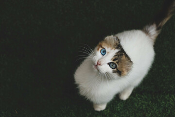 Cat with blue and yellow eyes