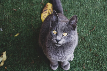 Russian blue cat looking straight into the camera