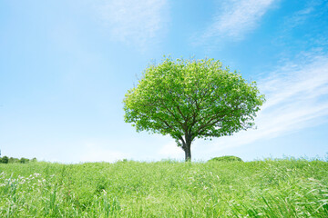 Fototapeta na wymiar 晴れた日の一本木のある野原