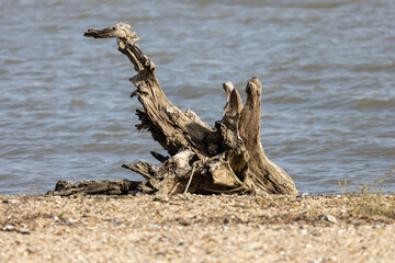 dead tree on the beach
