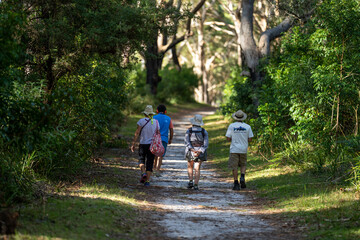 family hiking in the forest. walking in the bush in tasmania australia - obrazy, fototapety, plakaty