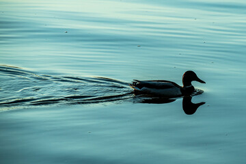 rzeka, zamek, gród, architektura, europa, woda, 
