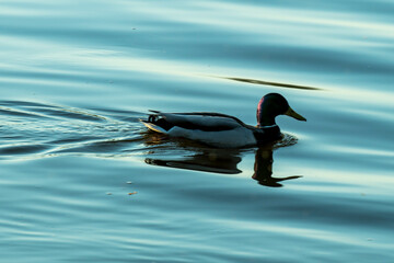 rzeka, zamek, gród, architektura, europa, woda, 