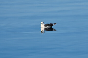 seagull swims on the fjord in Norway. The sea bird is reflected in the water.