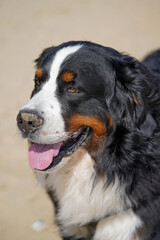 Bernese Mountain Dog on a beach, close up portrait 