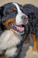 Bernese Mountain Dog on a beach, close up portrait 