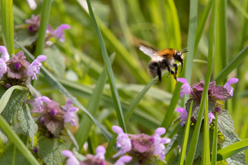 macro shot bee flies with tongue out on a blossom