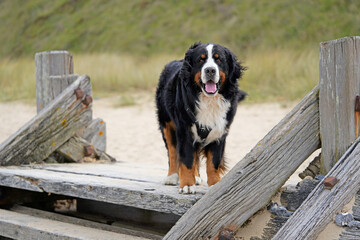 Bernese Mountain Dog standing on the wooden sea defenses on the beach in Norfolk 