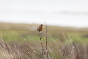 stonechat_013