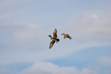 duck_039