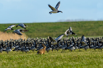 Vogelzug im Fr&uuml;hjahr