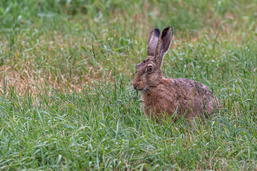 Hase am Morgen in der Wiese