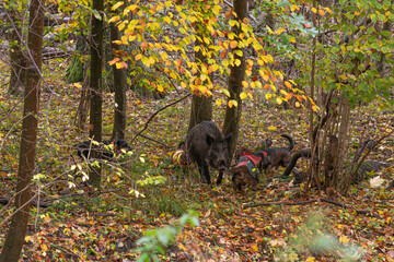 Schwarzwildjagd
