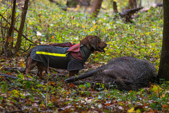 Schwarzwildjagd