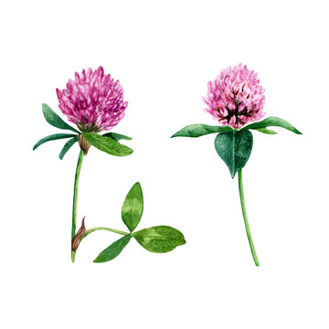 Red clover plant branch set hand drawn wtercolor illustration isolated on white