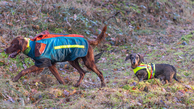 Jagdhunde mit Schutzweste