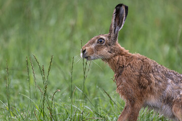 Feldhase