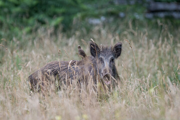 Wildschwein im Gras