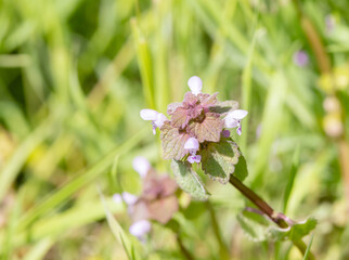 dead nettle