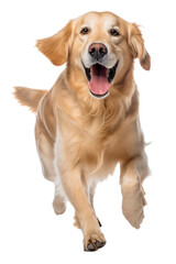 Happy running golden retriever on a transparent background. Generative AI