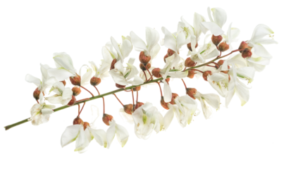 white acacia flowers on a transparent isolated background. PNG
