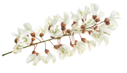 Foto op Aluminium white acacia flowers on a transparent isolated background. PNG © Krzysztof Bubel