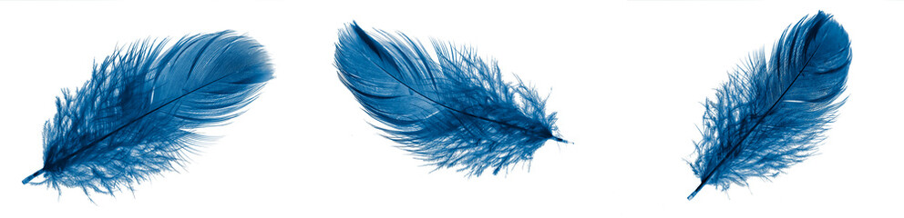 blue goose feather on a transparent isolated background. png
