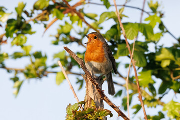 ROBIN_009