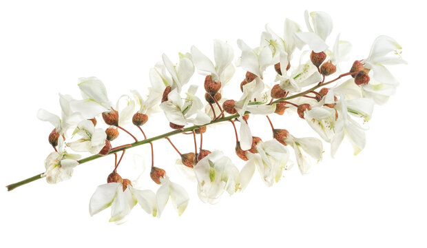 white acacia flowers on a transparent isolated background. PNG